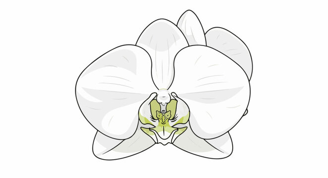 A minimalist, stylized illustration of a white orchid with pale green accents