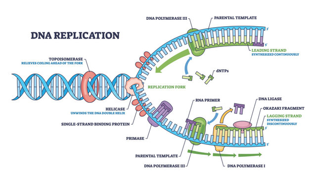 DNA replication outline showing the replication fork with helicase unwinding and DNA polymerase extending strands, leading and lagging strands labeled for clarity. Diagram