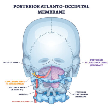 Posterior atlanto-occipital membrane shown stabilizing the craniovertebral junction, highlighting occipital bone, atlas C1, and vertebral artery. Outline diagram