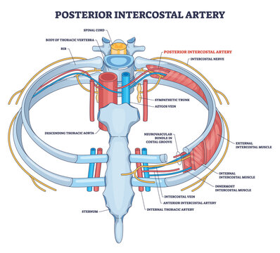 Posterior intercostal artery diagram showing thoracic wall blood supply, main elements, posterior intercostal artery, thoracic aorta, ribs. Outline diagram