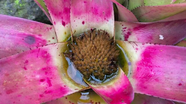 A vibrant pink Neoregelia bromeliad featuring a central water reservoir surrounding a spiked brownish flower