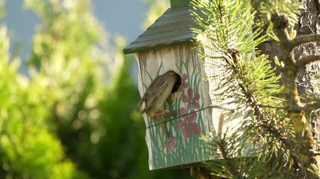 house sparrows, passer domesticus, nesting in a handmade and painted wood birdhouse, the female is feeding the young birds