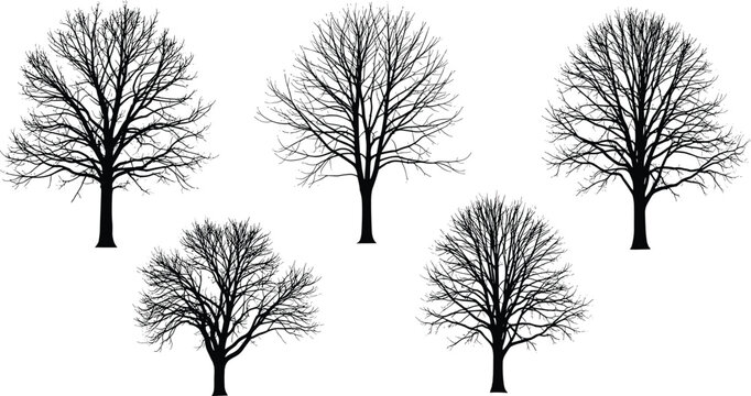 Black Silhouette of Bare Winter Trees with Detailed Naked Branches for Forest Landscape Nature and Seasonal Graphic Designs