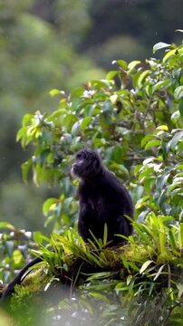 Trachypithecus auratus (lutung jawa, budeng, East Javan langur, Javan langur) on the tree. endagered animal.