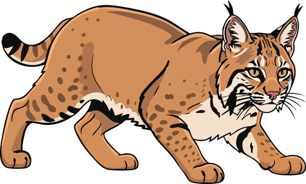 Bobcat walking isolated on white background big cat small cat animal illustration wild animal predator wildlife carnivore illustration creature stalking prowling independent