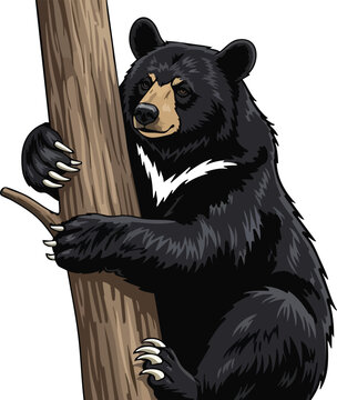 Black bear climbing a tree trunk with ursus americanus climbing animal bear cub polar bear animal portrait full body animal photography animal kingdom bear hug climbing up climbing dow
