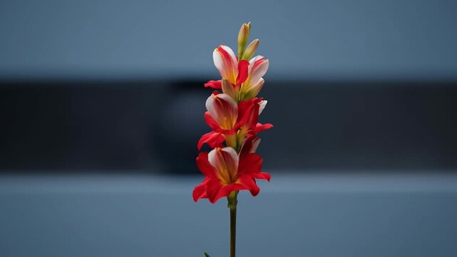 A single stalk of blooming red and white flowers against a blurred background
