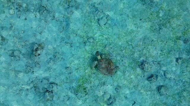 Little sea turtle swimming over clear shallow water. Magic aerial view drone