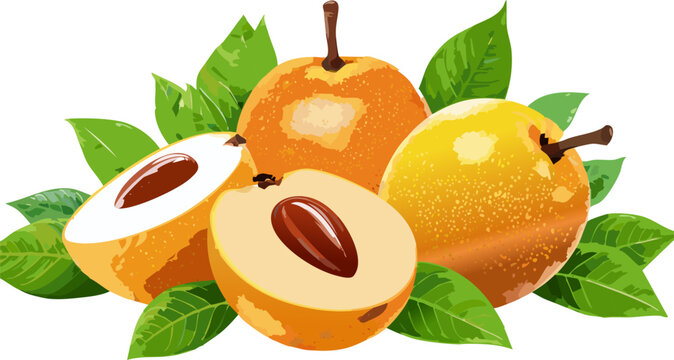 Educational illustration of Malus domestica fruit
