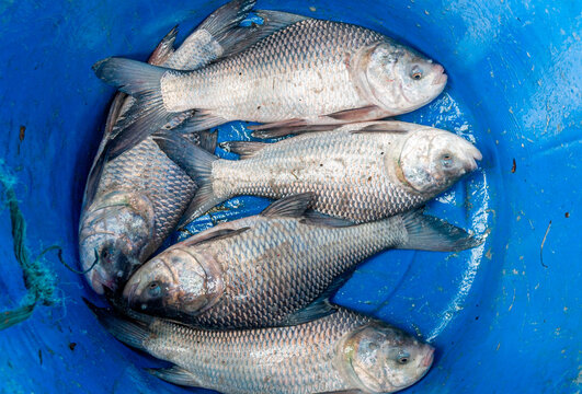 Fishing