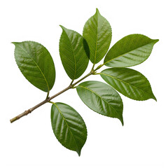 Fototapeta premium Vibrant green cherry leaves on a branch isolated on transparent background