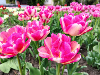 Fototapeta premium Vibrant pink double peony tulips in the garden, spring blooming close-up.