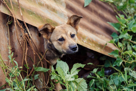 A dog peeks out from a makeshift shelter amidst lush greenery and yellow flowers in Da Lat, Vietnam. The scene captures a moment of rural life.