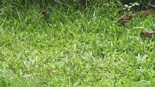 Flock of Scaly-breasted Munia Feeding in Green Grass. Tropical Bird Wildlife