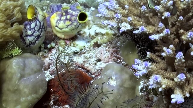 Witness exquisite display of marine life in Bali's sunlit depths. Two charming gobies interact amongst kaleidoscope of vibrant corals and fascinating reef creatures, creating tranquil underwater.