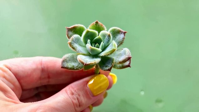 Close up of a hand holding a small green succulent plant rosette outdoors