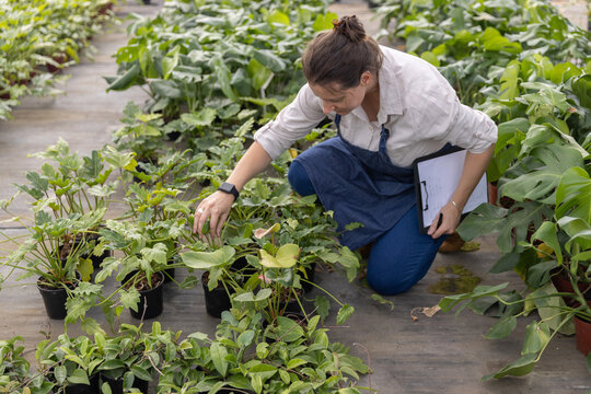 Black plastic pots lining fabric walkway, potted foliage surrounding clipboard and wet floor