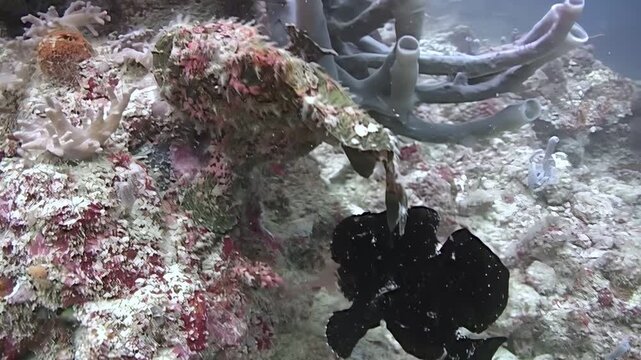 An elusive black Giant Frogfish rests on a vibrant coral reef. Captured off Sipadan Island, Indonesia, it demonstrates remarkable camouflage within its natural environment. A rare find
