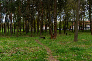 Obraz premium Narrow dirt path runs through a park with tall pine and deciduous trees, wooden benches and grassy ground, showing quiet woodland area for walking and relaxation.