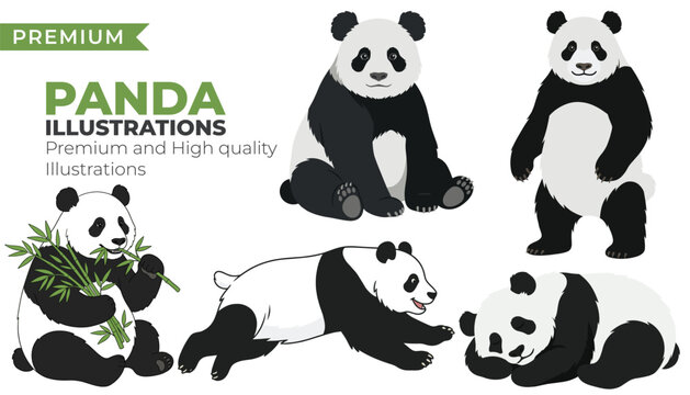 Cute Panda Illustration Set with Bamboo Eating Wildlife Characters