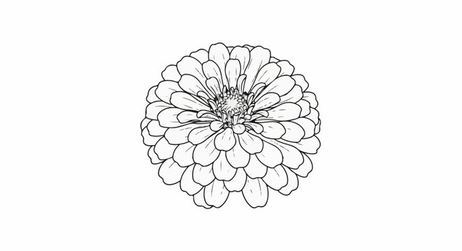 Detailed black and white line art illustration of a zinnia flower