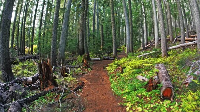 A first-person view (FPV) footage of a hiker walking along the scenic Glacier Basin Trail in Mount Rainier National Park. The well-maintained dirt path winds through a lush, dense old-growth forest of