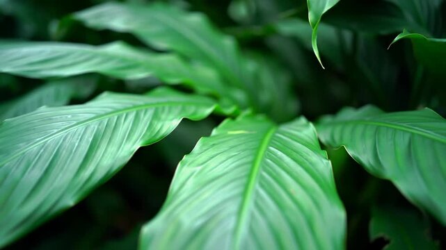 An extreme close-up of dense, vibrant tropical foliage with lush, dark green leaves, soft bokeh, and intricate textures, concept of organic purity