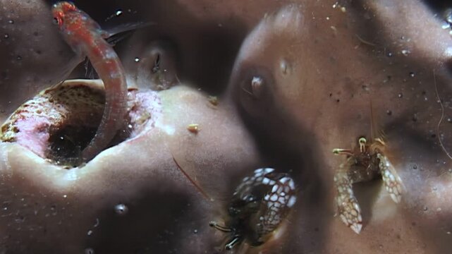 A close look at life in coral burrows. Small crabs, shrimps and tiny crustaceans move through a complex ecosystem searching for food and shelter in the underwater world.