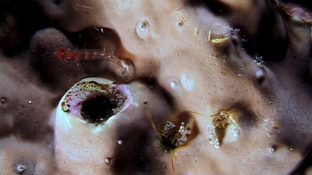 Small crabs, shrimps, and tiny crustaceans navigate the intricate coral burrows. They are searching for food and safe shelter in this thriving underwater ecosystem.