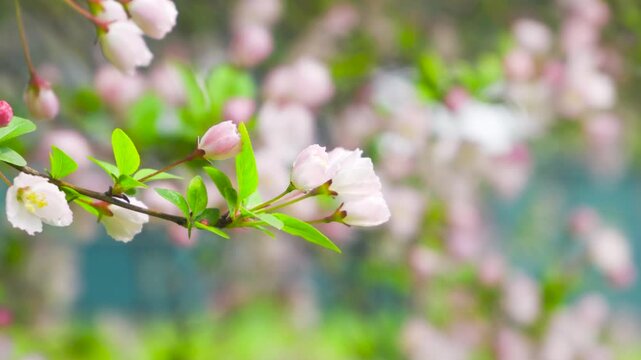 Graceful Weeping Crabapple Blossoms Cascading on Warm Spring Garden Branches