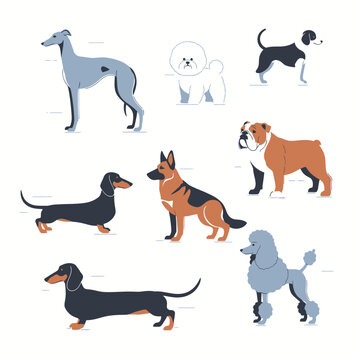 Cute Dog Breeds Collection: Greyhound, Dachshund, Poodle, Bulldog, German Shepherd, Bichon, Border Collie