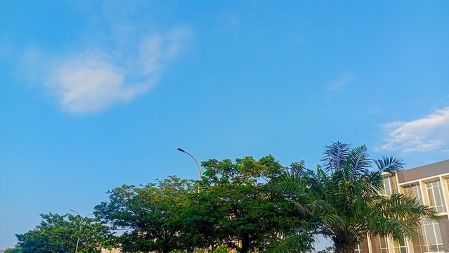 Blue sky with shady trees in sunny weather.