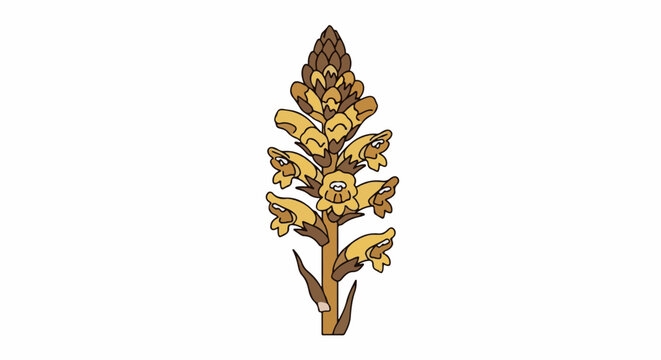 Illustrated botanical drawing of a flowering broomrape plant on a white background