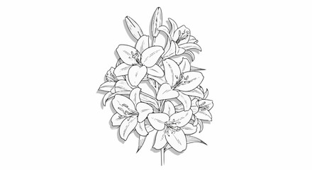 Fototapeta premium Line art illustration of a bouquet of blooming lilies with shadows