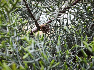 Obraz premium Wasp Nest Hidden in Green Conifer Bush, Natural Wildlife Close Up with Selective Focus