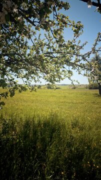Row of Blossoming Apple Trees in a Sunny Spring Meadow - Rural Landscape with Wildflowers and Green Grass under a Clear Blue Sky