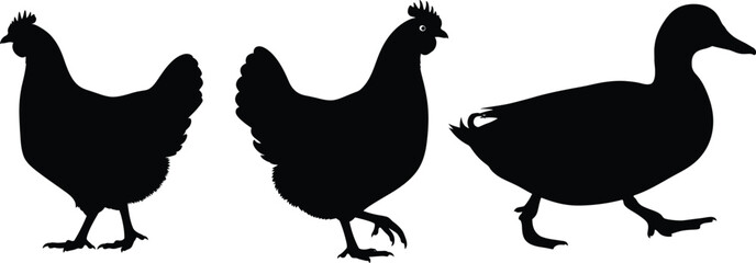 Fototapeta premium Farm animal silhouettes chickens and a duck in black and white