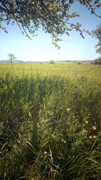 Row of Blossoming Apple Trees in a Sunny Spring Meadow - Rural Landscape with Wildflowers and Green Grass under a Clear Blue Sky