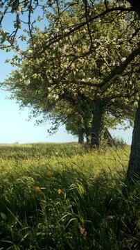 Row of Blossoming Apple Trees in a Sunny Spring Meadow - Rural Landscape with Wildflowers and Green Grass under a Clear Blue Sky