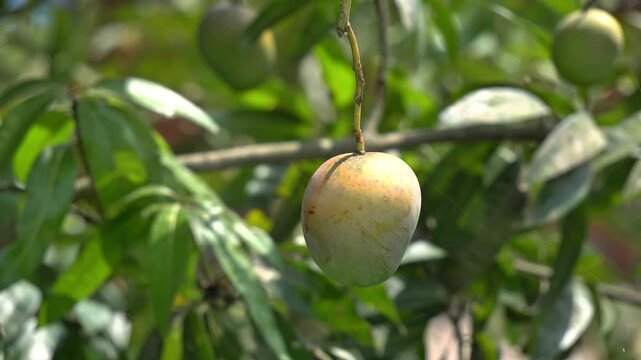 Indian Mango Tree with Fresh Aam Fruits &ndash; Tropical Agriculture Scene, Organic Farming and Natural Food Concept.