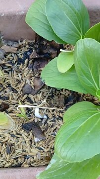 Bok Choy Greens Growing in a Pot