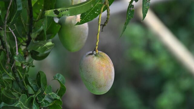Indian Mango Fruit Hanging on Tree Branch &ndash; Tropical Organic Farming in India, Fresh Aam Growing Close-Up. Tropical Mango Farming, Fresh Organic Fruit Growing in Natural Environment.