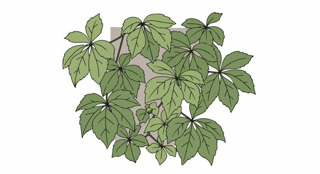 Lush green vine leaves with dark veins spread across a beige surface
