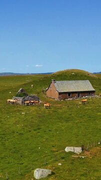 traditional stone buron shepherd hut in the green mountain pastures of cantal, auvergne, france