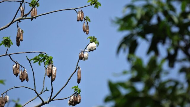 Dry Cotton Silk Pods on Branch &ndash; Semal Tree Seeds in Indian Rural Landscape, Natural Ecology Concept.