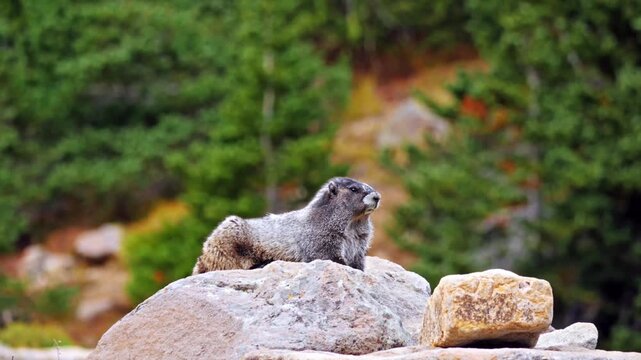 A large hoary marmot, a type of ground squirrel also known as a "whistler" or "whistle pig", sits alertly on a large rock along the Glacier Basin Trail in Mount Rainier National Park, Washington State
