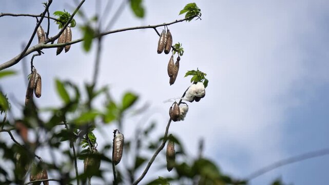 Cotton Silk Pods on Tree Branch. Silk Cotton Seed Pods Hanging on Tree &ndash; Indian Nature Scene, Semal Tree Botanical Detail with Sky.