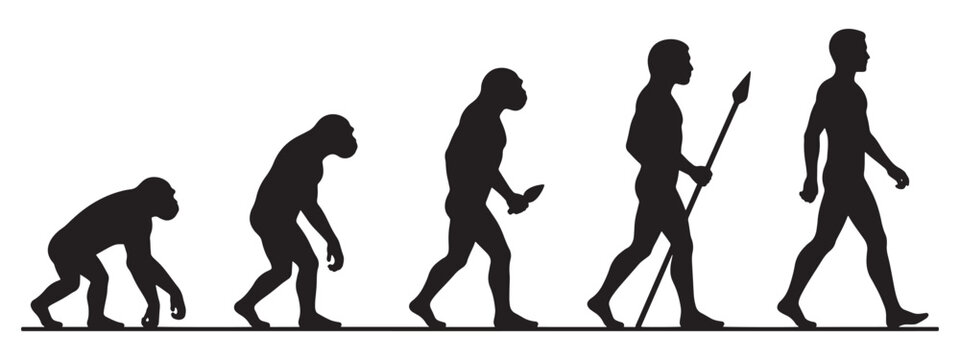 Human Evolution Silhouette Ape to Man Progression Vector