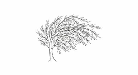 Fototapeta premium Sketch of a weeping willow tree with drooping branches and leaves