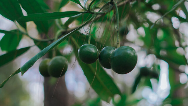 Cerbera manghas, locally known as the Bintaro tree, is a coastal or mangrove plant that is often used as shade in urban areas because of its lush foliage.